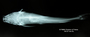 Megalonema punctatum FMNH 7577 holo dv x